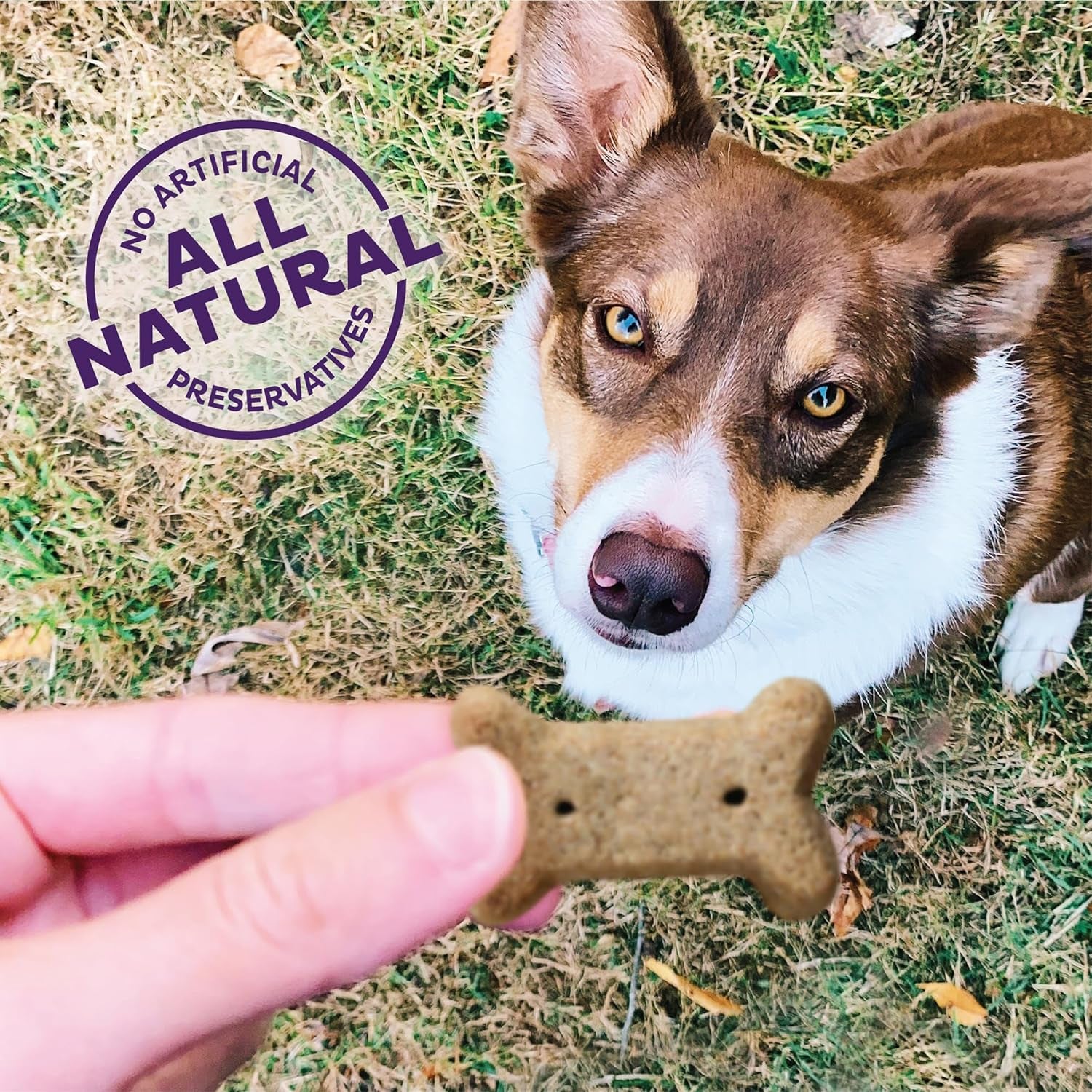 Wellness P-Nuttier Dog Biscuits, Natural, Training Treats, Peanut Butter Flavor, Small Size, (20 Ounce Bag)