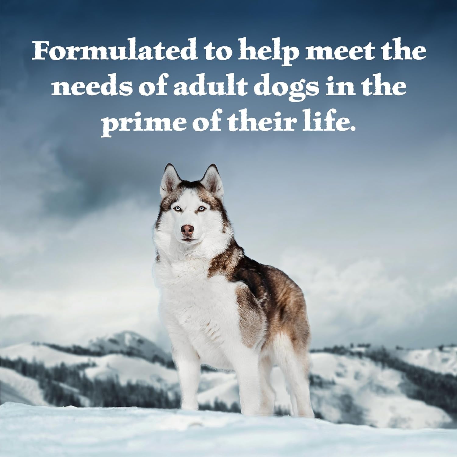 Wilderness Adult Wet Dog Food, High-Protein & Grain-Free, Made with Natural Ingredients, Chicken & Trout Grill, 12.5-Oz. Cans, 12 Count