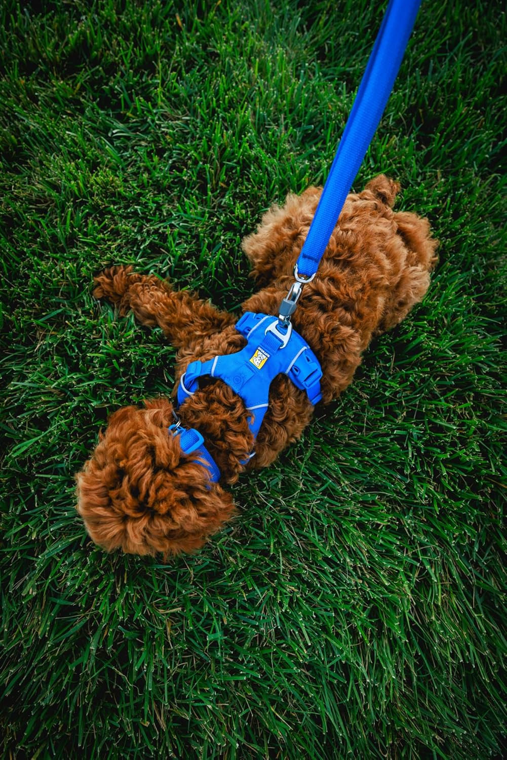 , Front Range Dog Collar, Adjustable Tubelok Webbing, Lightweight, Side Release Buckle, Aluminum V-Ring, Durable for Everyday Use, Coastal Fade, 20"-26"