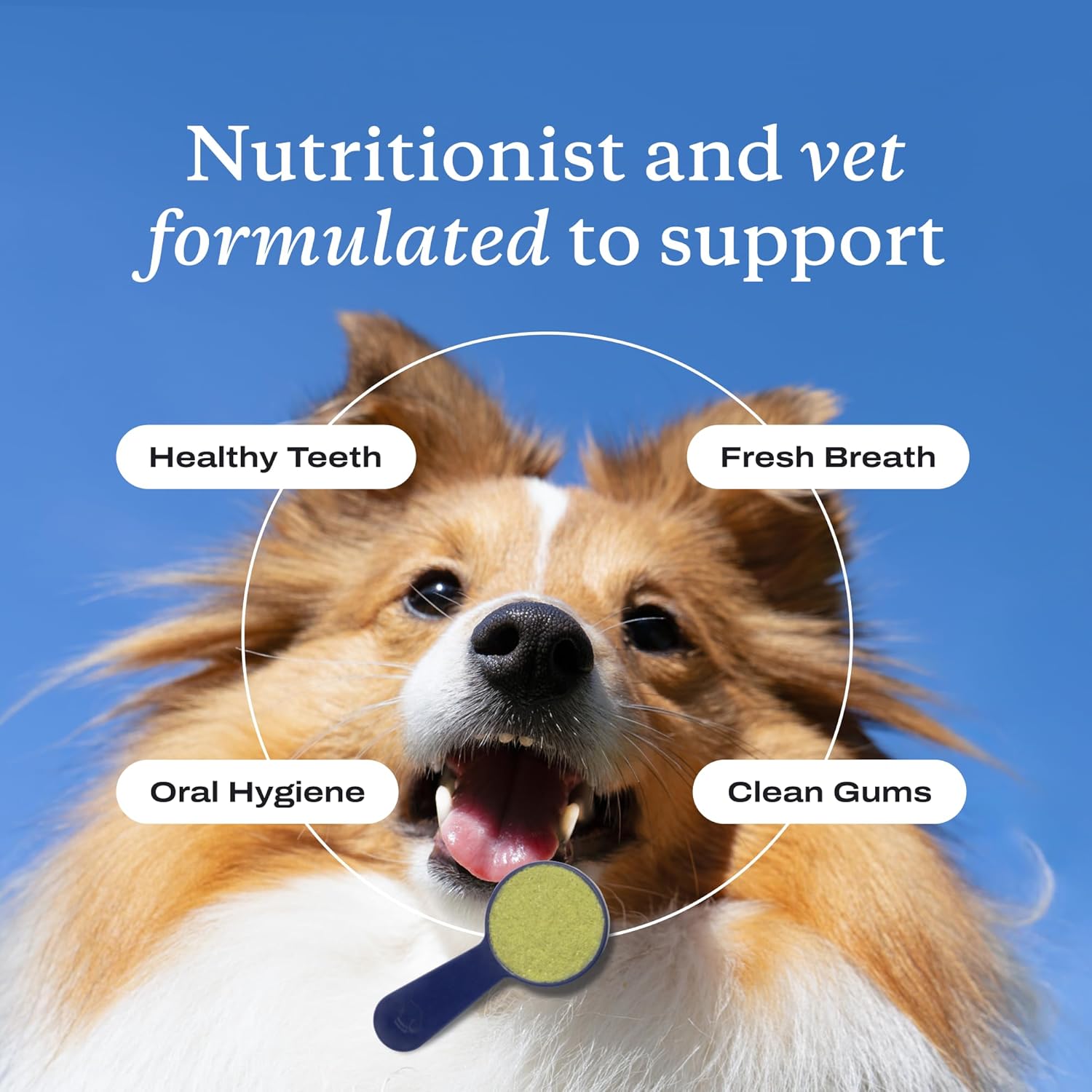 Probright Dental Powder - Dog Breath Freshener - Teeth Cleaning Made Easy – Targets Tartar & Bad Breath - Formulated for Large Dogs - Packaging May Vary