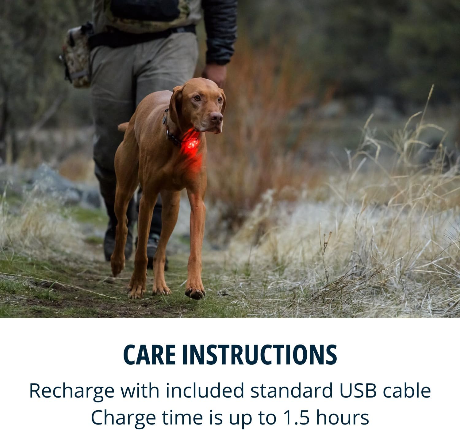 , Beacon Safety Light for Dogs, Clear Lake