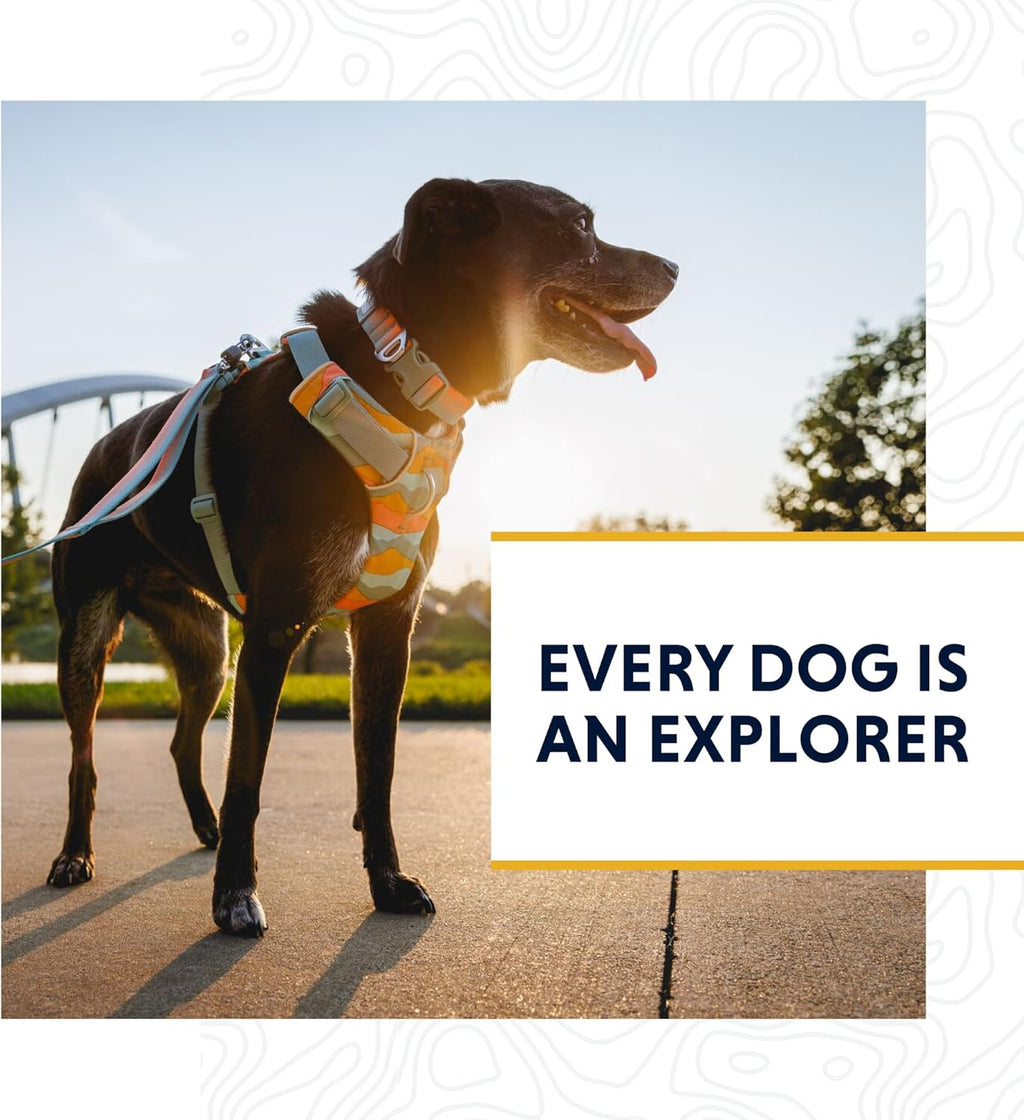 , Front Range Dog Leash, 5 Ft Lead with Padded Handle for Everyday Walking, Coastal Fade