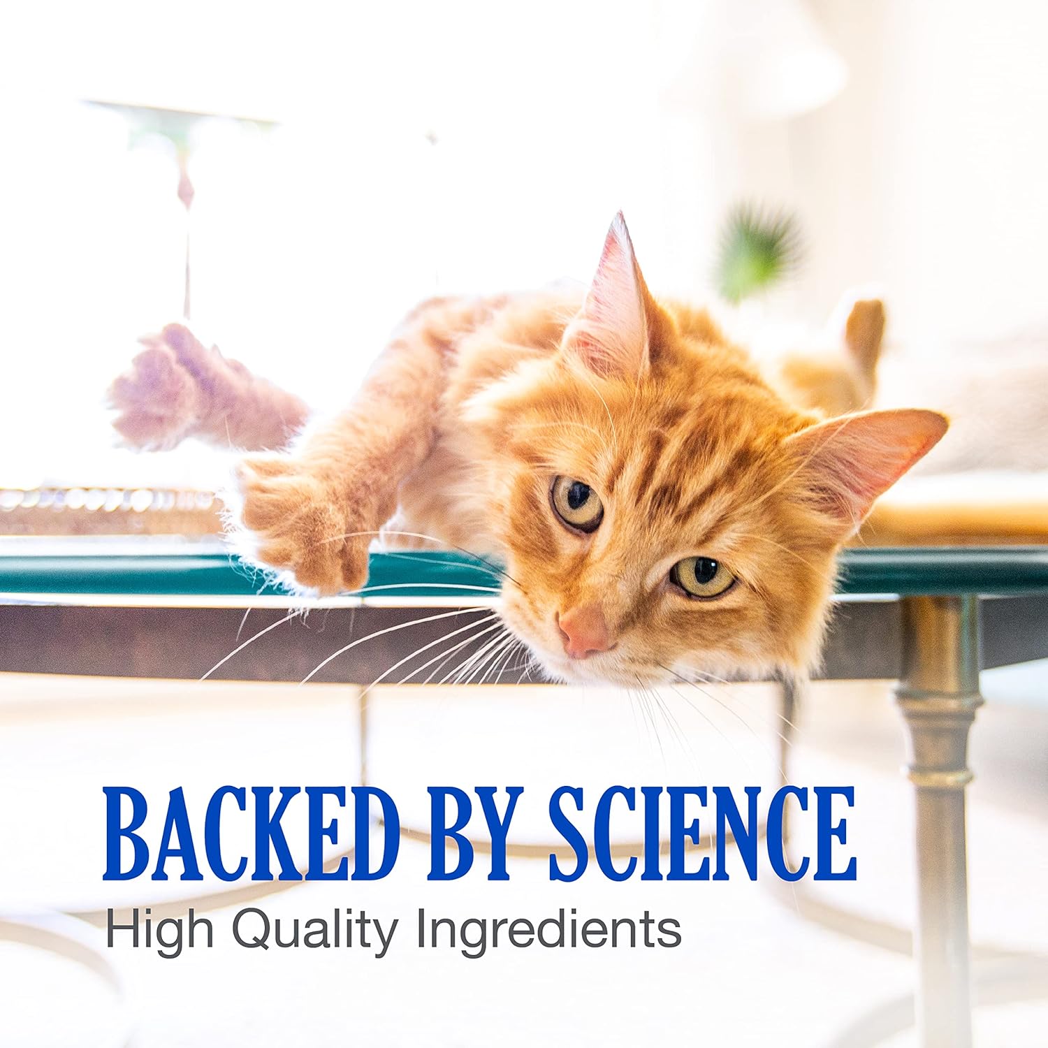 Cobalequin B12 Supplement for Cats and Small Dogs, 45 Count (Pack of 1)