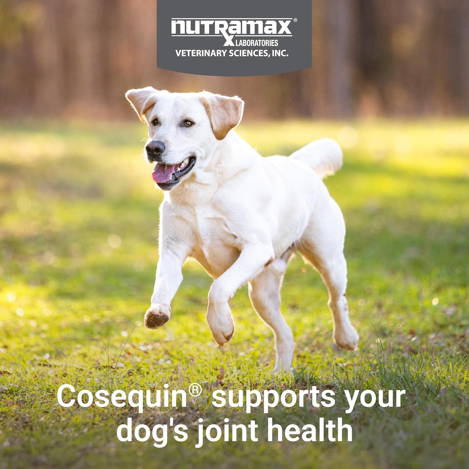 Nutramax Cosequin for Dogs Joint Health Supplement, Contains Glucosamine for Dogs, plus Chondroitin and MSM, Supports Healthy Joints, Chewable Tablets, 250 Count