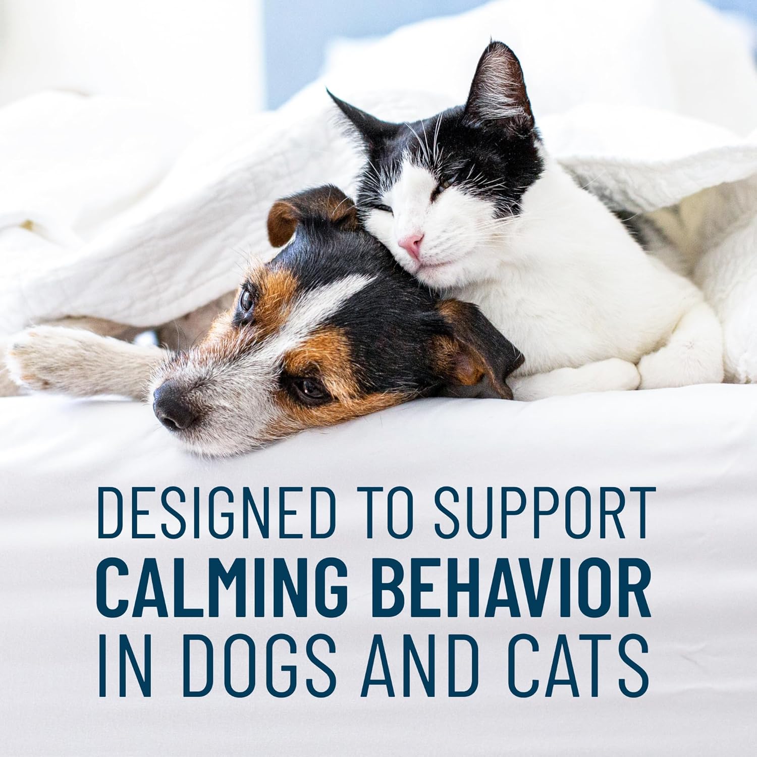 Solliquin Calming Behavioral Health Supplement for Small to Medium Dogs and Cats - with L-Theanine, Magnolia / Phellodendron, and Whey Protein Concentrate, 75 Soft Chews