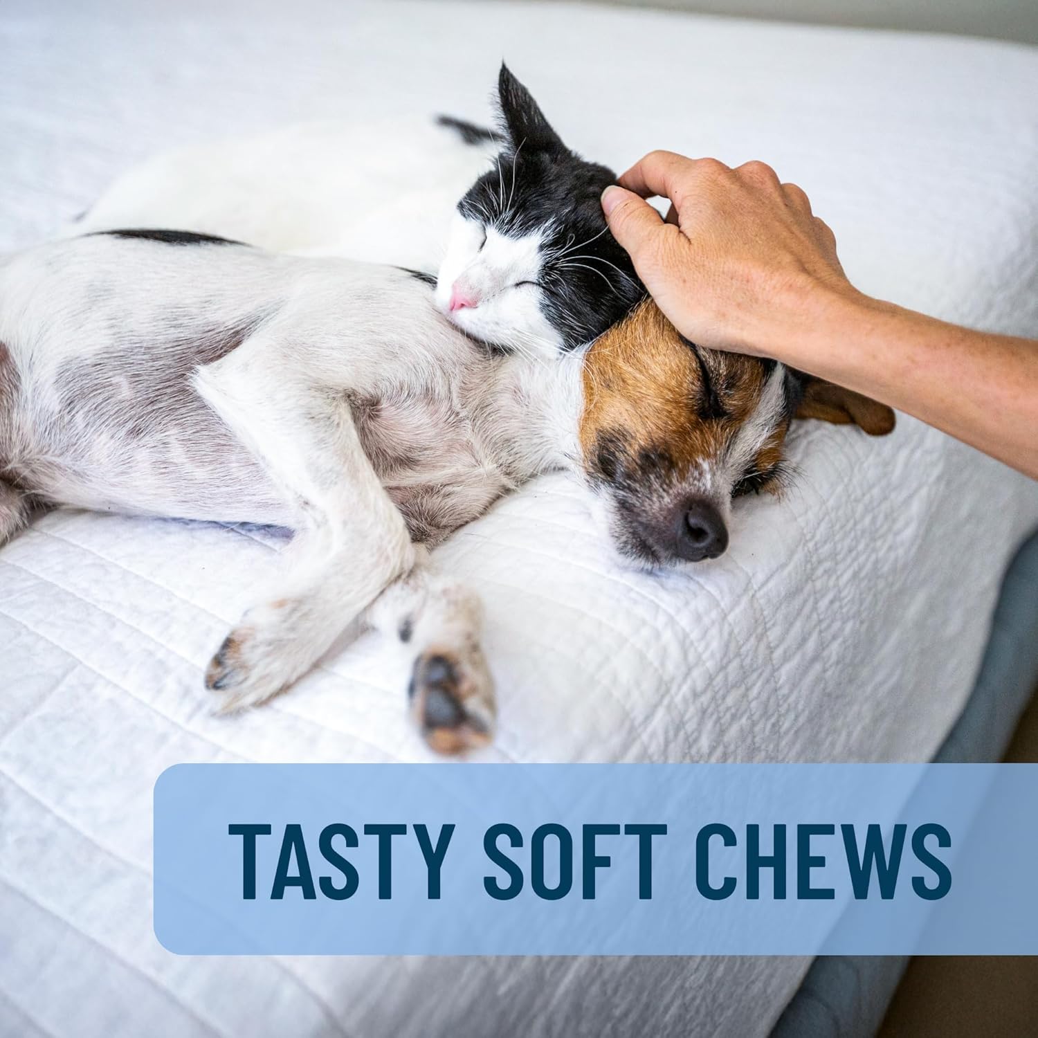 Solliquin Calming Behavioral Health Supplement for Small to Medium Dogs and Cats - with L-Theanine, Magnolia / Phellodendron, and Whey Protein Concentrate, 75 Soft Chews