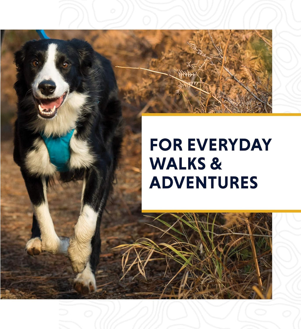 , Front Range Dog Leash, 5 Ft Lead with Padded Handle for Everyday Walking, Wildflower